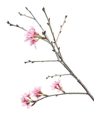 Prunus cerasoides flower, Wild Himalayan cherry plants, isolated on white background 