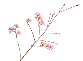 Prunus cerasoides flower, Wild Himalayan cherry plants, isolated on white background 