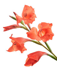 Gladiolus flowers, Red gladiolus blooming on branch isolated on white background, with clipping...