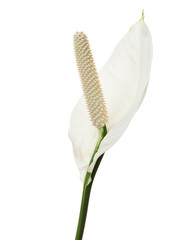 Spathiphyllum or Peace lily flower and leaf, Fresh white flower with green foliage isolated on...