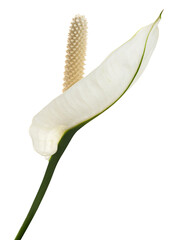 Spathiphyllum or Peace lily flower and leaf, Fresh white flower with green foliage isolated on...