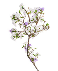 Brunfelsia uniflora, White and purple flowers isolated on white background with clipping path 