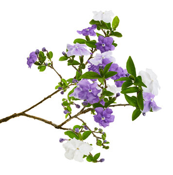 Brunfelsia uniflora, White and purple flowers isolated on white background with clipping path 