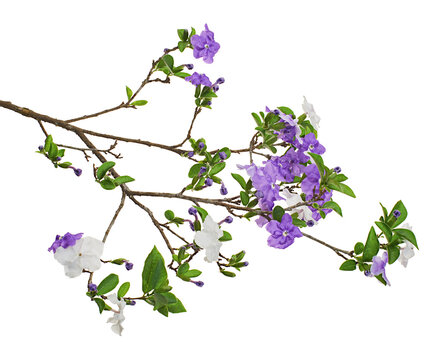 Brunfelsia uniflora, White and purple flowers isolated on white background with clipping path 