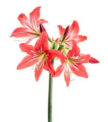 Hippeastrum Hybrid or Amaryllis flowers, Red amaryllis flowers isolated on white background, with clipping path 