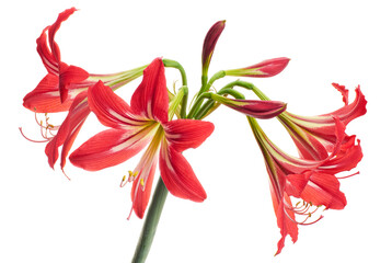 Hippeastrum Hybrid or Amaryllis flowers, Red amaryllis flowers isolated on white background, with clipping path 