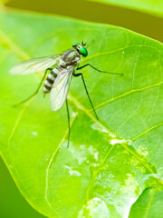 Long leg fly or Condylostylus on leaf