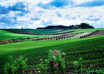 コスモスと豆ニオ（美瑛町）