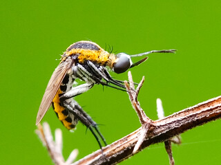 Selective focus of a Toxophora insect on a dry tree branch 