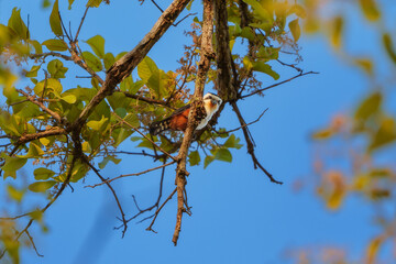 Black-thighed Falconet perched on branches, enjoying a sunny day in its natural habitat