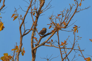 Owl perched on a branch of a tree during a clear daytime sky in a tranquil forest setting