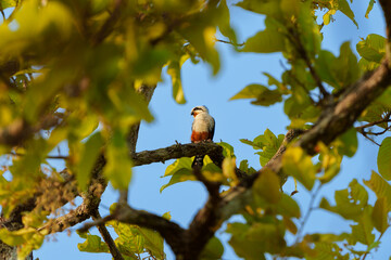 Black-thighed Falconet perched on a branch in a vibrant green tree against a clear blue sky