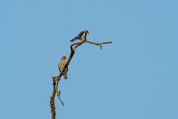 White-rumped falcons perched on a branch against a clear sky in their natural habitat