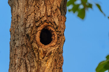 Wooden tree trunk with a hollow opening housing wildlife during sunset in a serene forest