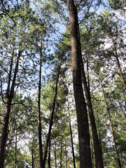 Obraz premium The atmosphere of a green forest on a sunny afternoon, with pine trees and coffee trees. Forest under Mount Gumitir, Jember, East Java, Indonesia.