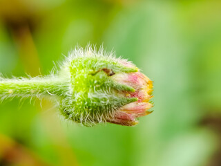 A Tridax procumbens flower in the garden with blurry background 