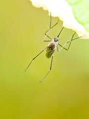 mosquito perching at the edge of a green leaf in the garden