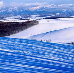 Obraz premium 松林の影が雪上に延びた不思議な光景。やがてピンク色へと変化した（美瑛町）