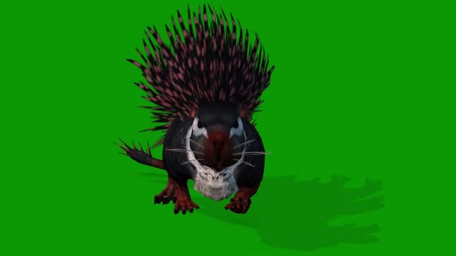 3D Cape Porcupine Walking Toward Camera On Green Screen-Chroma Key Animal Footage