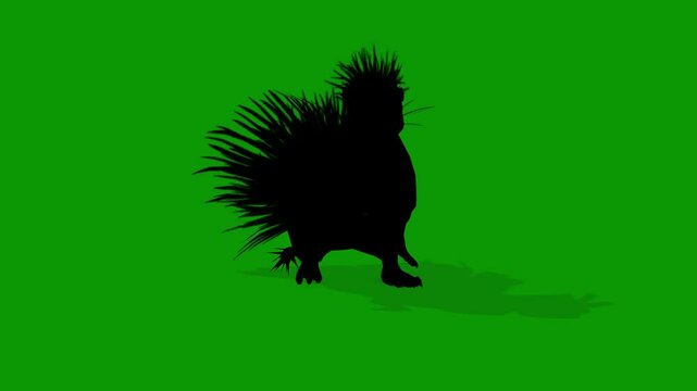 Cape Porcupine  Silhouette Attacking Scene Front Green Screen Animation