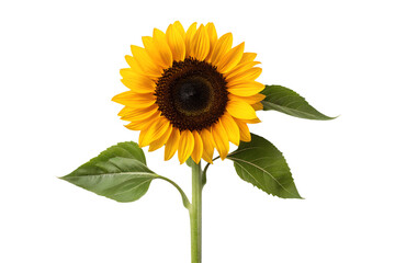 Vibrant Sunflower Close-up A Stunning Floral Image