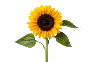 Vibrant Sunflower Close-up A Stunning Floral Image