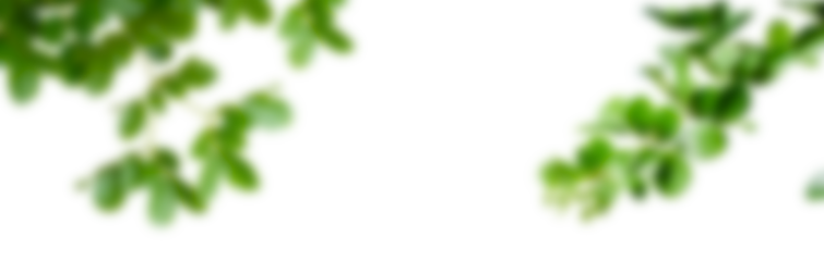 Transparent Background with Blurred Green Leaves Frame