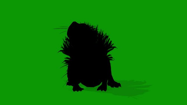 Cape Porcupine  Silhouette idle Scene Front On Green Screen Animation