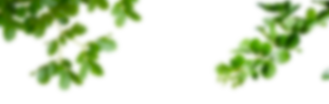 Transparent Background with Blurred Green Leaves Frame