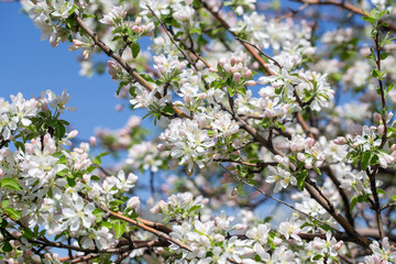 Apple tree branches covered in delicate white blossoms reach up toward the clear blue sky