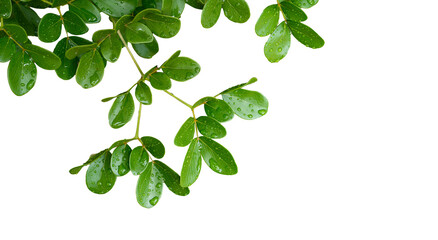 Leafy Branch Cutout for Nature Design Elements