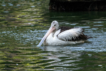 
Pelicans bathe in the pond