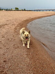 Dog on the shore of Lake Issyk-Kul on a cloudy day