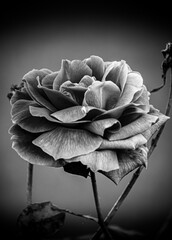 black and white rose
