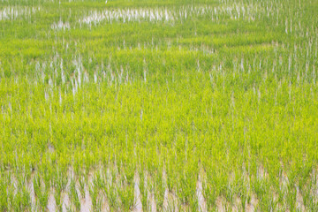 Rice fields in Thailand