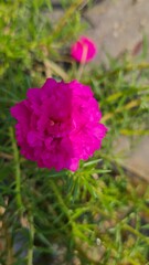 pink moss rose flower