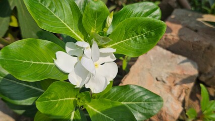 white flower on a green background