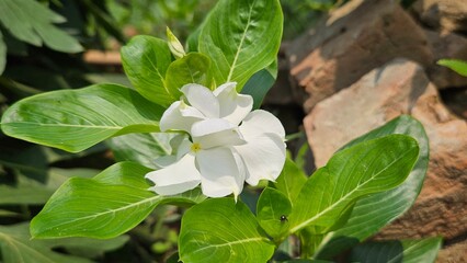 white flowers in a garden