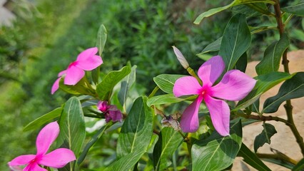 pink flowers in spring