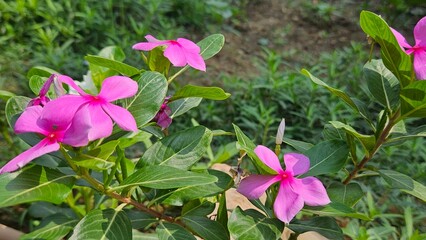 pink flowers in spring