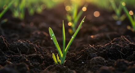 Young Cane Crop Shoots Emerging From Soil in Close-up With Early Morning Moisture