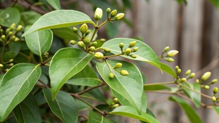 Green leaves and developing seeds of Gelsemium sempervirens (Carolina jessamine) isolated, poisonous vine