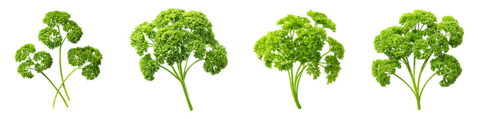 Fototapeta premium Fresh, vibrant parsley with rich green hues showcasing various arrangements, ideal for culinary applications, garnishing, and enhancing dishes in cooking and food photography