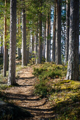Fototapeta premium Path in the forest