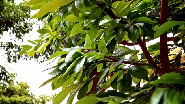 Close up of vibrant green ficus leaves and brown branches on a sunny day with soft light showcasing leaf veins and plant details.