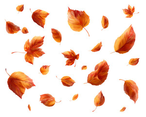 Falling Orange and Red Autumn Leaves on Transparent Background, PNG