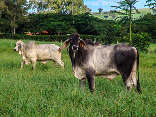 Guzera cattle feed in the pasture of a beef cattle farm in Brazil