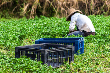 Biritiba Mirim, Sao Paulo, Brazil, march 13, 2013. Farmer harveting cress in filed in Brazil with...