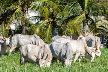 Herd of Nelore cattle grazing in a pasture on the brazilian ranch