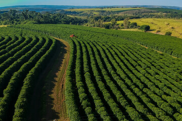 aerial view of the mechanized harvesting on the coffee field in Brazil